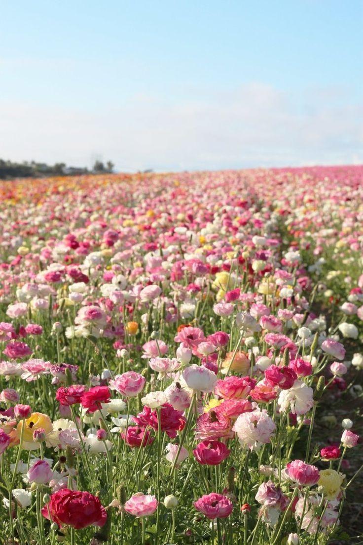 Secret Garden Blossom Array